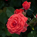 Climbing Rose Bush H887105