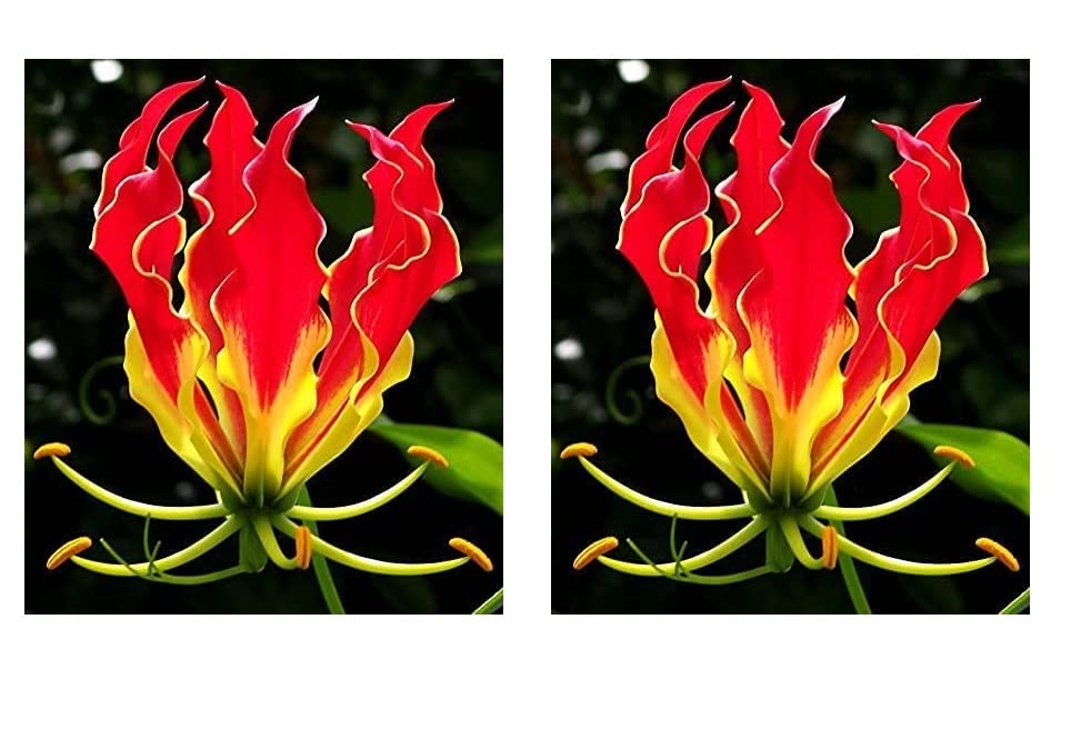 Glory Lily Bulbs M5156