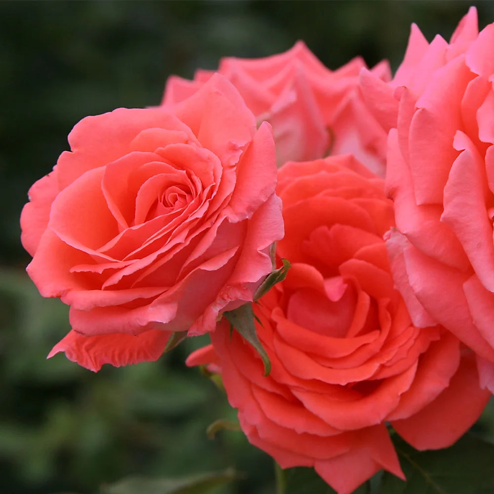 Climbing Rose Bush H887105