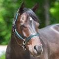 Black/Teal Leather Halter E552