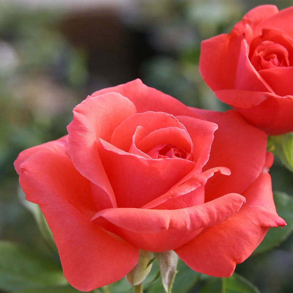 Climbing Rose Bush H887105