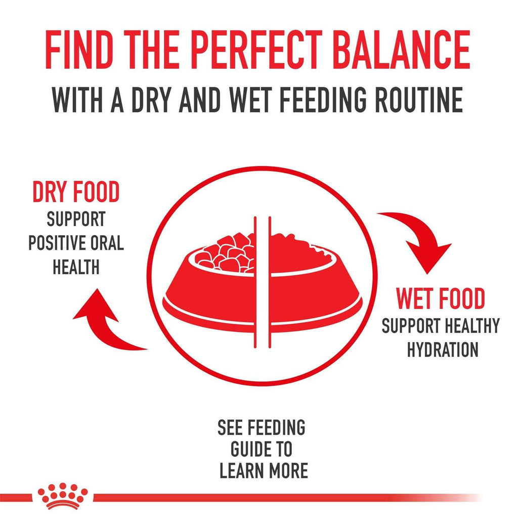 Puppy Loaf in Sauce Canned Dog Food U125