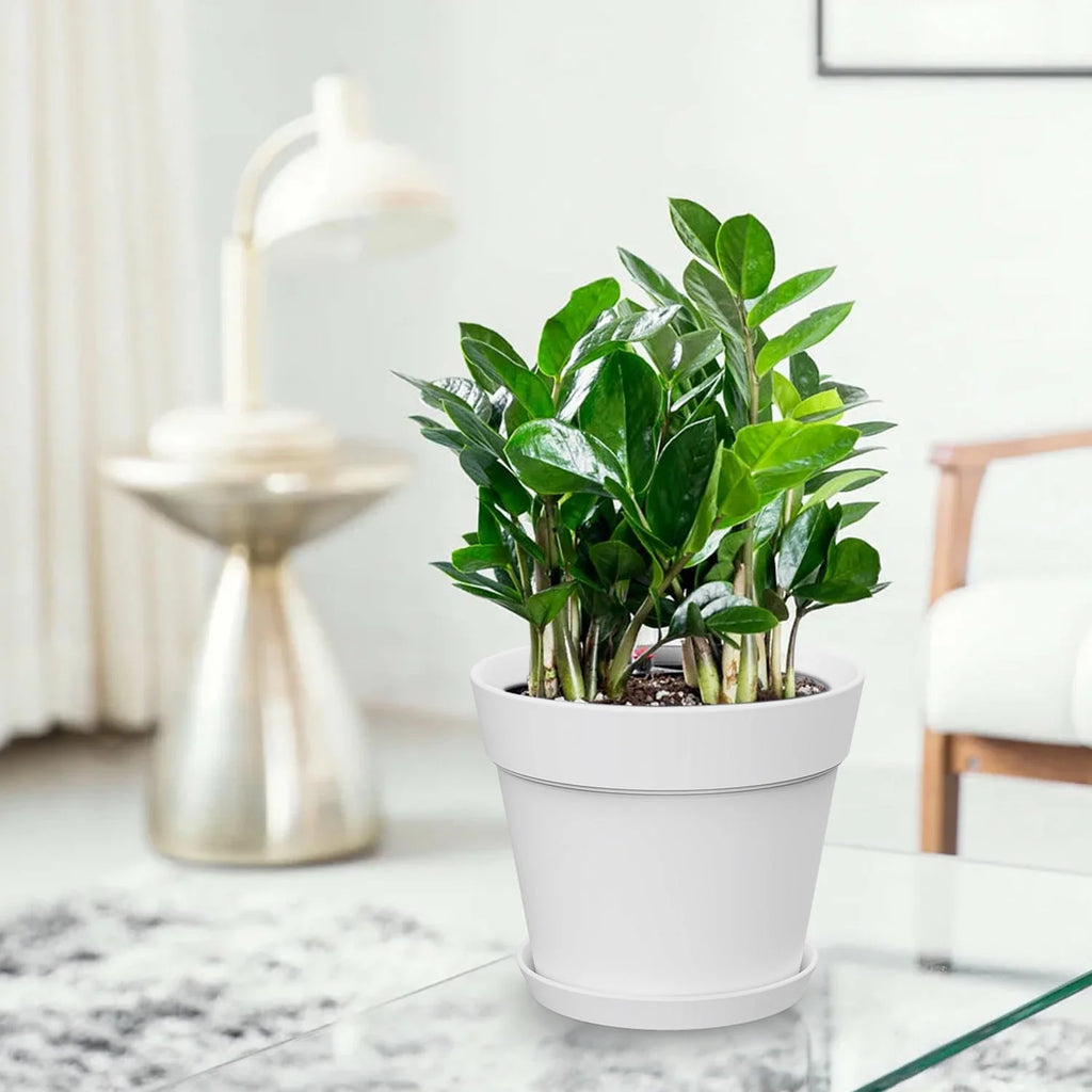 6 Inch Plastic Planters 16 Pack White L3339